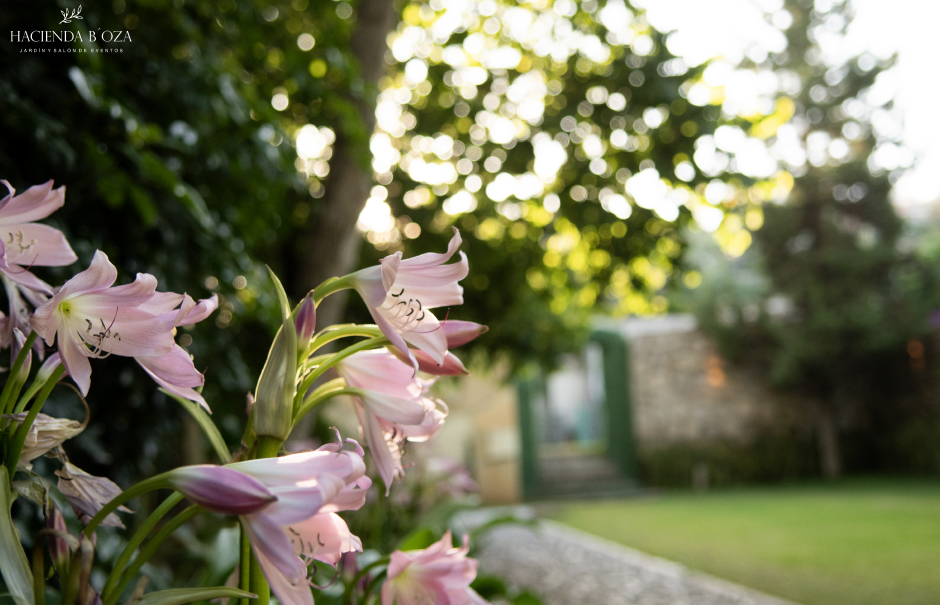 jardin-bugambilia-21